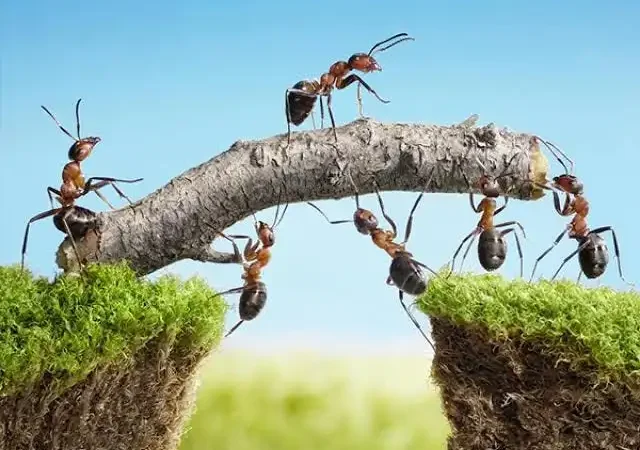 Business Lessons from Nature: How Ants Master Efficiency and Growth