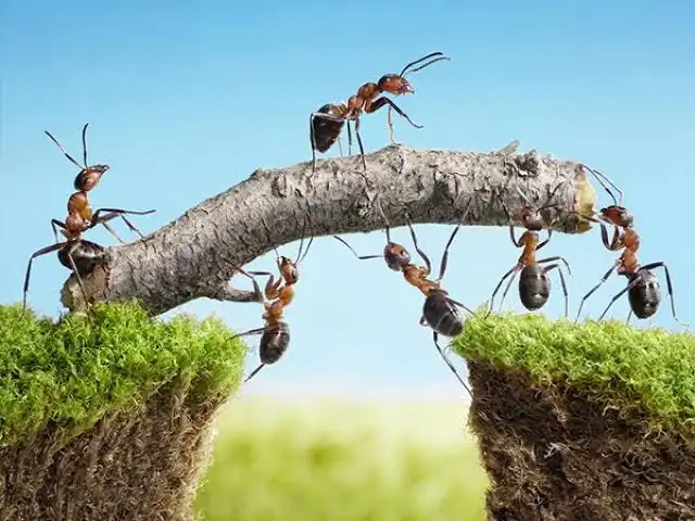 Business Lessons from Nature: How Ants Master Efficiency and Growth